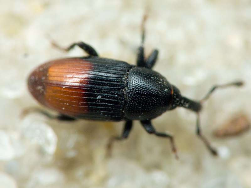 Baris analis (Olivier, 1790)